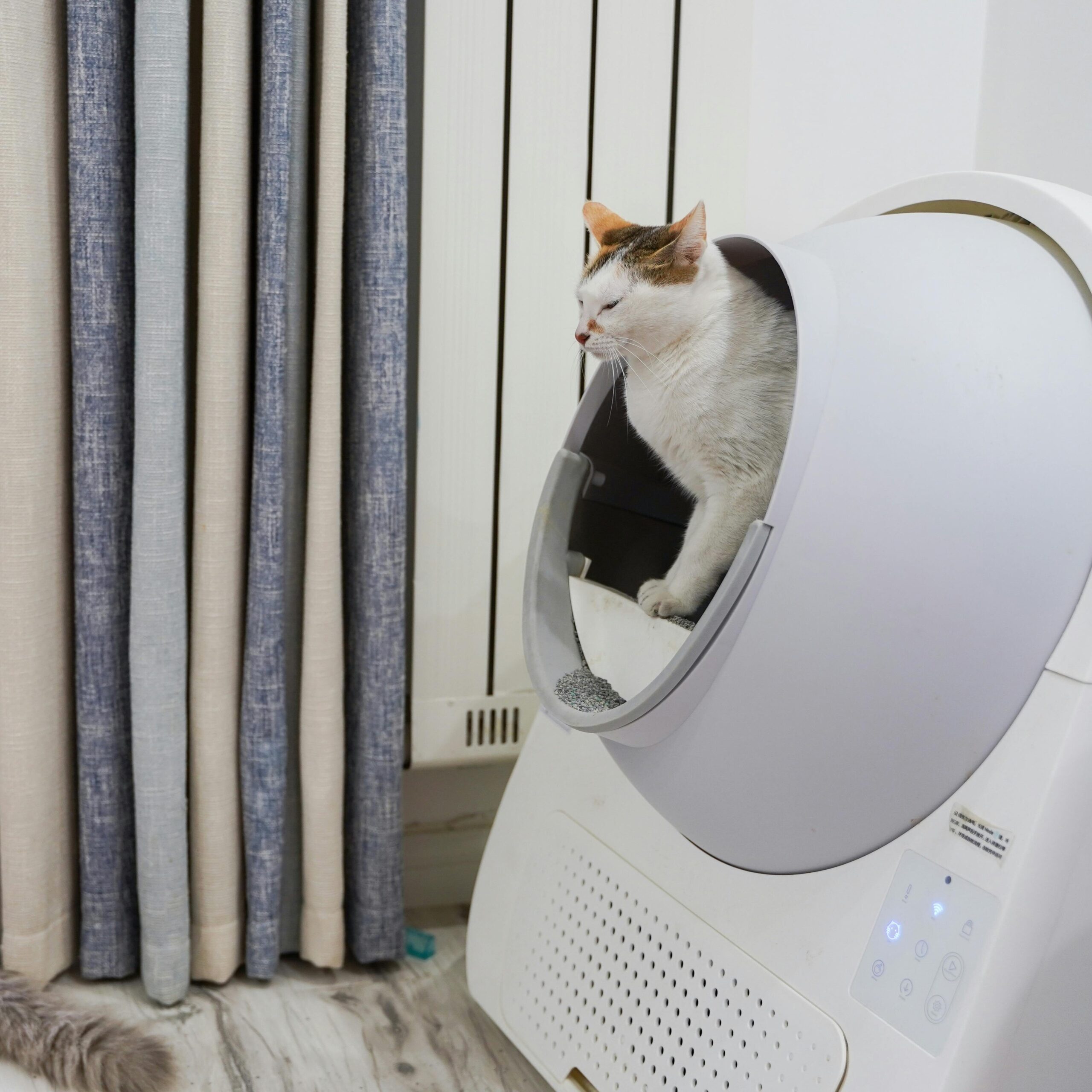 Gatos y areneros autolimpiable Un gato en el interior de un cagadero para gatos autolimpiable.