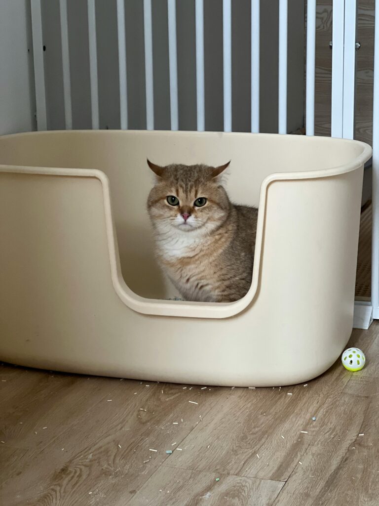 pexels photo 33254717 33254717 Cute cat sitting comfortably in a beige indoor box with toy.