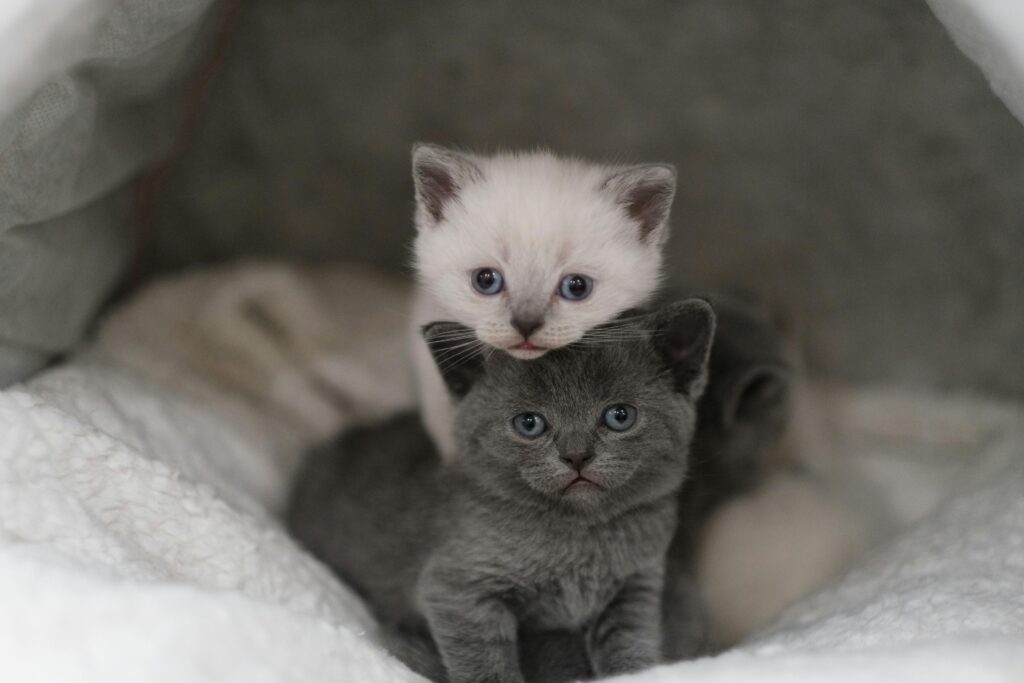 Arenero para gatos pequeños