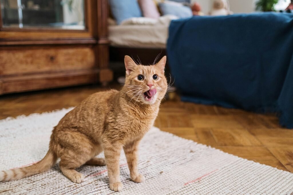 Mi gato no hace en el arenero          
