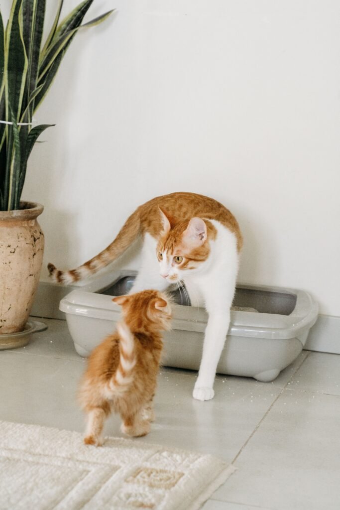 Gata junto a su bebe saliendo de una caja sanitaria