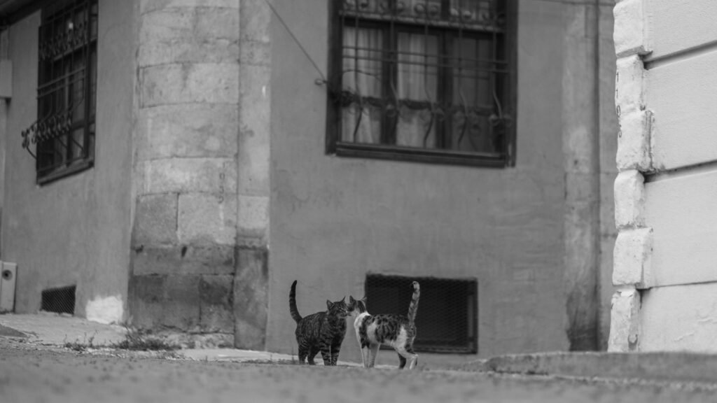 Two cats greet on a city street corner in a black and white urban setting.