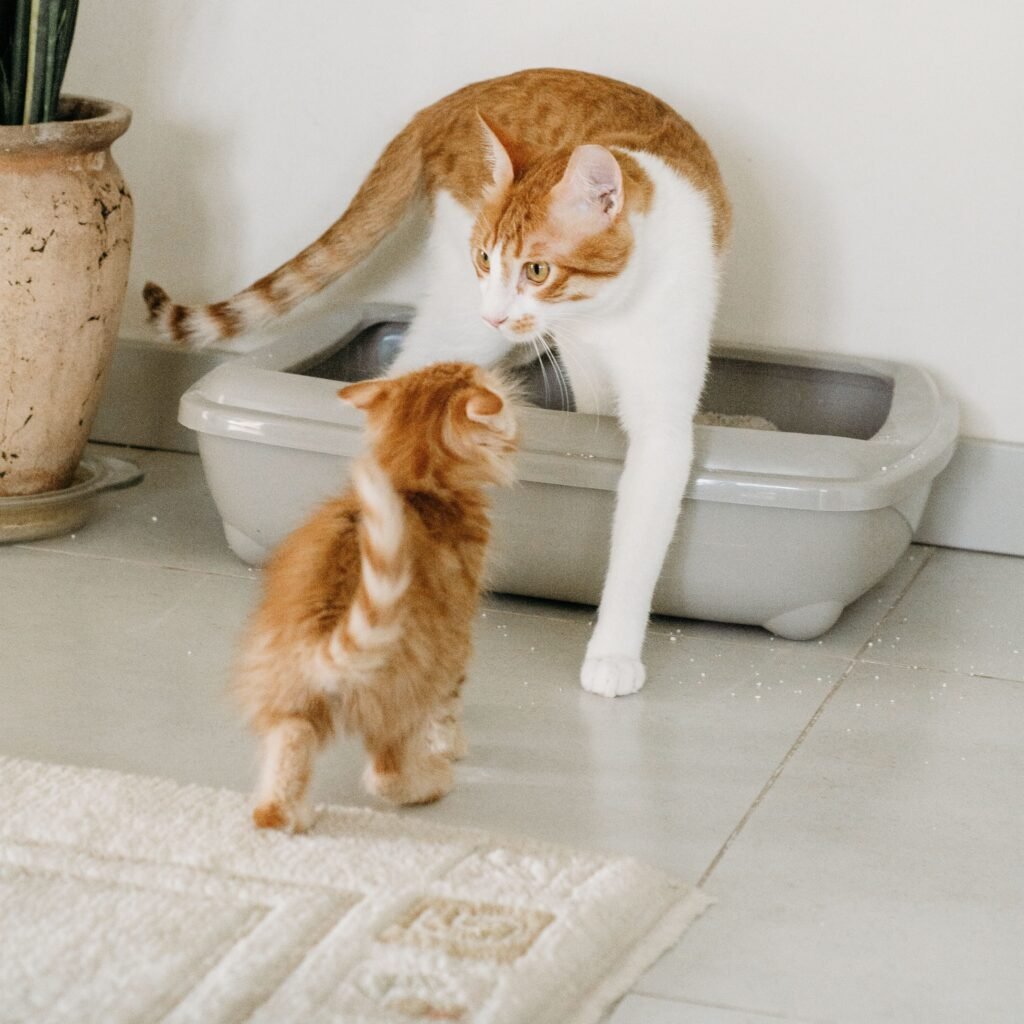 Gata junto a su bebe saliendo de una caja sanitaria
